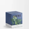 Medium Ivy Candle